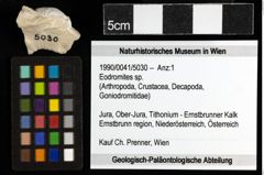 Foto (Objekt + Etiketten) von Eodromites sp. 